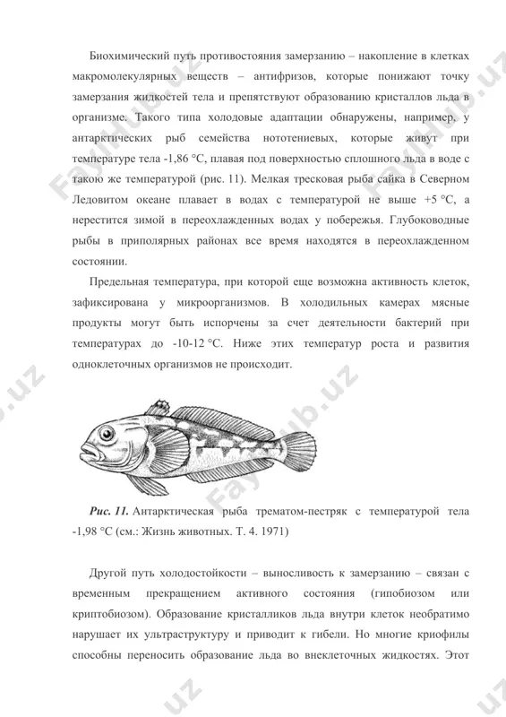 точной влаги. морские обитатели практически не сталкиваются с температурами ниже -2 °c, но беспозвоночные приливно-отливной зоны (моллюски, усоногие раки и др.) зимой во время отлива переносят замерзание до – (15–20) °с. клетки под микроскопом выглядят сморщенными, но кристаллов льда в них не обнаруживается. устойчивость к замерзанию может проявляться и у эвритермных видов, оптимальные температуры развития которых далеки от 0 °c. термофилы – это экологическая группа видов, оптимум жизнедеятельности которых приурочен к области высоких температур. термофилией отличаются многие представители микроорганизмов, растений и животных, встречающихся в горячих источниках, на поверхности прогреваемых почв, в разлагающихся органических остатках при их саморазогревании и т. п. верхние температурные пределы активной жизни отличаются у разных групп организмов. наиболее устойчивы бактерии. у одного из видов архебактерий, распространенных на глубинах вокруг термальных источников («курильщиков»), экспериментально обнаружена способность к росту и делению клеток при температурах, превышающих +110 °c. некоторые бактерии, окисляющие серу, как, например, sulfolobus acidocaldarius, размножаются при +(85–90)°с. обнаружена …