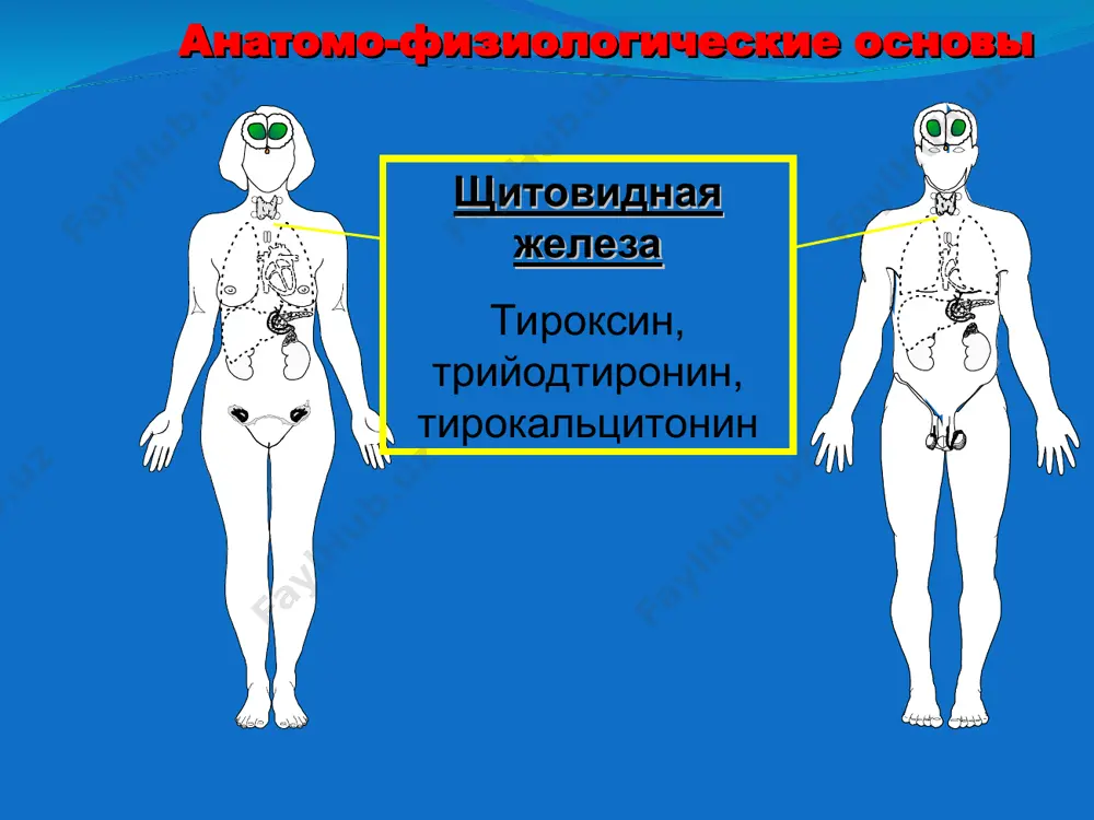 kozi. v 1889 godu minkovskiy i fon mering okonchatelno podtverdili svyaz mejdu podjeludochnoy jelezoy i diabetom, prodemonstrirovav, chto pankreatektomiya u sobaki vizivala saxarniy diabet. xotya zeltser obnarujil v 1906-1907 godax, chto in'ektsiya ekstrakta podjeludochnoy jelezi jivotnogo vizivala nekotoroe uluchshenie, tolko v 1921 godu blagodarya otkritiyam bantinga i besta poyavilsya perviy klinicheski dostupniy preparat insulina. caxarniy diabet saxarniy diabet (diabetes mellitus) - sindrom xronicheskoy giperglikemii, razvivayushiysya vsledstvie vozdeystviya geneticheskix i ekzogennix faktorov, obuslovlenniy absolyutnim ili otnositelnim defitsitom insulina v organizme i xarakterizuetsya narusheniem vsex vidov metabolizma, i v pervuyu ochered - obmena uglevodov. epidemiologiya saxarnogo diabeta - zabolevaemost saxarnim diabetom (sd) v srednem sostavlyaet 1,5-4 %, v razvitix stranax mira - do 5-6 %. - v nastoyashee vremya v mire naschitivaetsya okolo 150 mln bolnix sd. - cherez kajdie 10-15 let kolichestvo bolnix udvaivaetsya. faktori riska razvitiya saxarnogo diabeta arteialnaya gipertenziya * vrednie privichki faktori riska razvitiya saxarnogo diabeta stress neratsionalnoe …