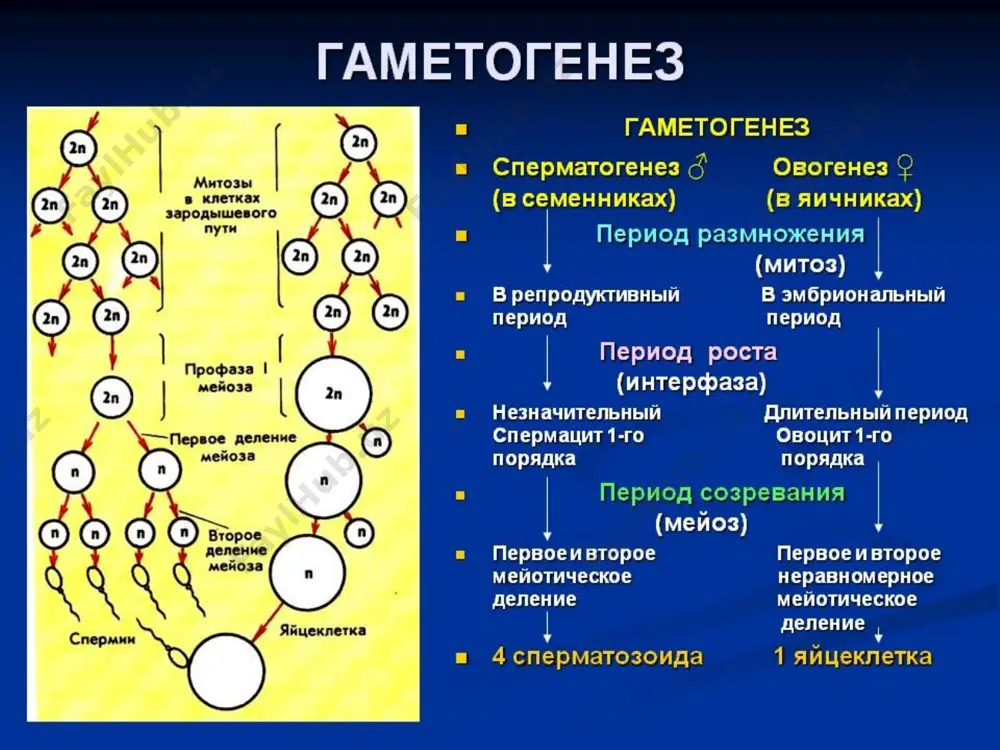 тся на эмбриональный (от образования зиготы до рождения или выхода из яйцевых оболочек) и постэмбриональный (от выхода из яйцевых оболочек или рождения до смерти организма) периоды. зигота образуется в результате слияния мужской и женской половых клеток - гамет. гаметы формируются в половых железах в зависимости от организма, мужского или женского. процесс развития гамет называется гаметогенезом. процесс образования сперматозоидов называется сперматогенезом, а образование яйцеклеток — овогенезом. cперматогенез сперматогенез осуществляется в семенниках и подразделяется на четыре фазы: размножения, 2) роста, 3) созревания, 4) формирования. cперматогенез фаза роста в сперматогенезе выделяется в определенной степени условно, поскольку она не связана, как в женском гаметогенезе, с накоплением питательных веществ для будущего зародыша, и по этой причине ее часто объединяют с третьей фазой сперматогенеза (фазой созревания) в одну, так называемую, мейотическую фазу. в мейотической фазе половая клетка (именуемая первичным сперматоцитом, или сперматоцитом 1-го порядка) проходит длинную профазу первого мейотического деления, которая у человека продолжается около 22 …