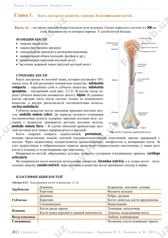 i v tolshinu i ee regeneratsiya pri perelomax. poverxnosti kostey, obrazuyushix sustavi, pokriti sustavnim (gialinovim) xryashom, cartilago articularis. na poverxnosti kosti imeyutsya pitatelnie otverstiya, foramina nutricia, a v tolshe kosti  pita- telnie kanali, canales nutricii, cherez kotorie v veshestvo kosti pronikayut sosudi i nervi. klassifikatsiya kostey tablitsa 2.1.1 – klassifikatsiya kostey po forme (ris. 2.1.2). trubchatie dlinnie bedrennaya, loktevaya, luchevaya korotkie falangi paltsev gubchatie dlinnie rebra, grudina korotkie kosti zapyastya, kosti predplyusni sesamovidnie nadkolennik ploskie kosti svoda cherepa temennaya, zatilochnaya kosti poyasa verxney i nijney konechnosti lopatka, podvzdoshnaya kost vozduxonosnie lobnaya, klinovidnaya smeshannie pozvonki, kosti osnovaniya cherepa ris. 2.1.1. stroenie trubchatoy kosti. razdel 2 . osteologiya. osevoy skelet ______________________________________________________________________________________________________________________________________________________________________________ © «osteologiya» – pivchenko p. g. , xolamov a. i. , 2013 g . 21 | s t r a n i ts a na dlinnoy trubchatoy kosti razlichayut sleduyu- shie chasti: 1. diafiz, diaphysis,  srednyaya chast kosti, ili …
