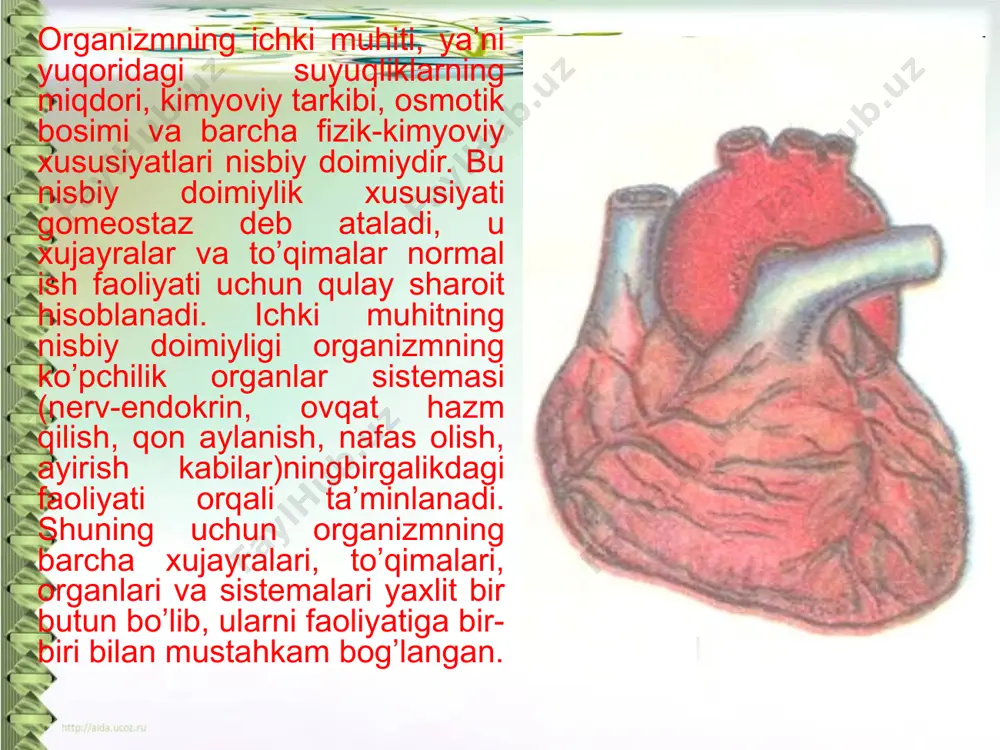 siga kelib quyiladi. shunday qilib. yurak-qon tomir sistemasi tananing hamma to’qima xujayralariga oziq moddalar va o2 yetkazib beradi. ularda hosil bo’lgan qoldiq moddalarni qabul qilib, ayrish organlariga yetkazadi. shuning uchun yurak qon tomir sistemasi «tashuvchi sistema» deb yuritiladi. qon tarkibining yosh bilan bog’liq xususiyatlari. hammaning 3 xaftasidan boshlab embrion tanasida dastlabki qon tomirlari shakllana boshlaydi va ularda to’qimalar paydo bo’la boshlaydi. taxminan 6-8 xaftadan boshlab embrionning turli joylarida dastlabki gomoangloplastlar hosil bo’lib, udan doimiy ravishda eritroplastlar va boshqalar yuzaga keladi. ’mbrionning 3-oyiga kelib asosiy qon hosil qiluvchi organlar jigar va taloq ishlay boshlaydi. qon hosil qiluvchi asosiy organ ilik esa homiladorlikning 4 oyiga yetgandan keyin yassi suyaklardan qovurg’alar, to’sh suyagi, umurtqalar asosiy qon hosil qiluvchi organlar paydo bo’lib qoladi. bola tug’ishdan keyin uning organizmida qon hosil bo’lishi bir oz sekinlashib, 3-4, 7-8 va 12-13 yoshlarga kelib esa ancha kuchayadi. yoshga qarab organizmdagi qon miqdori ham o’zgarib turadi. endi tug’ilgan bolalarda …
