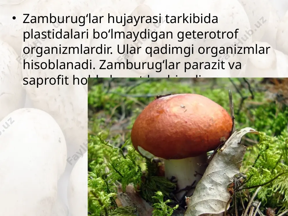 ‘i oraliq xo‘jayin hisoblangan zirk o‘simligida rivojlanishni boshlaydi. keyinchalik bug‘doy o‘simligida hayotini davom ettiradi. butun yoz davomida parazit zamburug‘ sarg‘ish-qizil (zang) rangdagi sporalar hosil qiladi. ular bug‘doy o‘simligining poya va barglarini zararlaydi vertitsill. oq palak — uning spora hosil qiluvchi bandlari halqasimon shoxlangan. ushbu zamburug‘ turli o‘simliklarning o‘tkazuvchi to‘qima -larida parazit holda hayot kechiradi. zamburug‘larning ahamiyati. zamburug‘lar tabiatda keng tarqalgan va katta ahamiyatga ega. ular tabiatda moddalar aylanishida ishtirok etadi. bakteriyalar bilan birga organik moddalarning: o‘simlik qoldiqlari va hayvon jasadlarining parchalanishi asosan zamburug‘lar ishtirokida boradi. mikoriza — yuksak o‘simliklar ildizi bilan zamburug‘larning simbioz hayot kechirishidan iborat. quruqlikda tarqalgan ko‘pchilik o‘simliklar tuproq dagi zamburug‘lar bilan ana shunday hamkorlikda yashaydi. lishayniklar. lishayniklar tirik organizmlarning o‘ziga xos guruhi bo‘lib, zamburug‘lar va suv o‘tlarning simbioz hayot kechirishidan yuzaga kelgan o‘simliklardir lishayniklarning kimyoviy tarkibi ham birmuncha murakkab. ularda xitin moddasi, lishaynik kraxmali deb ataladigan lixenin, disaxaridlardan saxaroza, turli fermentlar, masalan: amilaza, ko‘plab aminokislotalar, vitaminlardan esa …