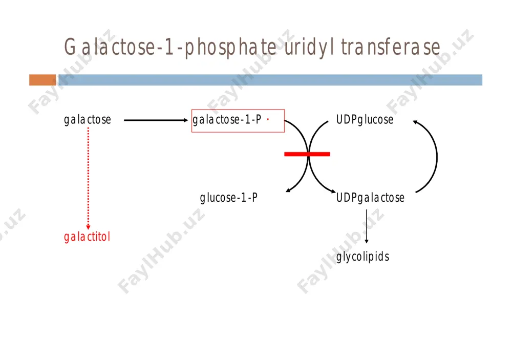symptoms dependent on fructose intake ¤ nb sucrose, sorbitol ¨ fructose fructose-1-p ¤ high activity of fructokinase ¤ depletion of pi and atp ¨ hypoglycaemia ¤ inhibition of glycogenolysis ¤ inhibition of gluconeogenesis hereditary fructose intolerance (hfi) ¨ vomiting is a constant finding ¨ acute presentation ¤ sweaty, trembling ¤ nausea, vomiting ¤ lethargy, coma ¤ severe liver and kidney failure ¤ death hereditary fructose intolerance (hfi) ¨ vomiting is a constant finding ¨ chronic presentation – undulating course ¤ poor feeding, vomiting ¤ failure to thrive ¤ hepatomegaly ¤ less commonly n drowsiness, crying, vomiting, haemorrhages, abdominal distension, irritability, diarrhoea ¤ absence of dental caries hereditary fructose intolerance ¨ laboratory findings ¤ abnormal liver function ¤ post-prandial hypoglycaemia ¤ hypophosphataemia ¤ renal tubular dysfunction ¨ diagnosis ¤ urine sugar chromatography ¤ fructose load (measure glucose, po4, mg, urate, hco3) **dangerous** ¤ dna mutation analysis ¤ aldolase b measurement (liver) …