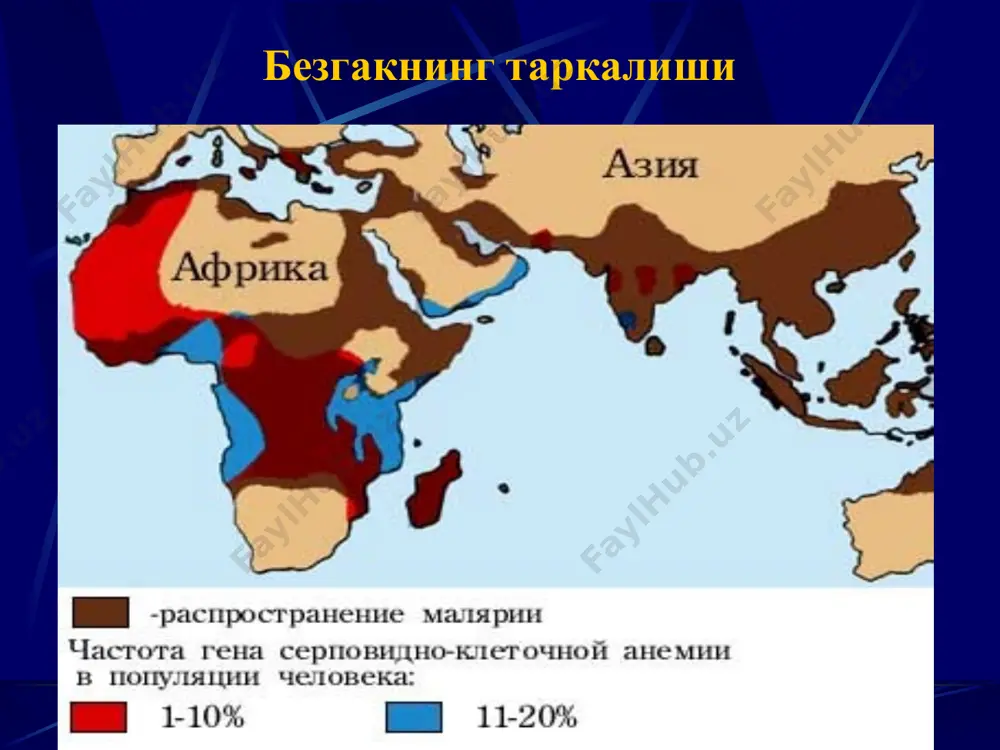юмшок кечиши билан фарк килади, пароксизмлар кунаро, лекин кечки вакт кузатилади. жигар ва талок катталашиши, бироз огрикли булиши мумкин. овале безгак интерметтирлувчи 3-кунлик истма кечкурунги пароксизмлар 4 –кунлик безгак инкубацион давр бир неча хафта ораликларда узгаради. биринчи хуружлардан бошлаб каттъий даврийлик хос- 2 кундан 3 кунга утиши. пароксизмлар куннинг 2 ярмида кузатилади. калтираш даври давомийлиги узок ва кескин намоне булади . иссиклик даври 6 соатгача. бу даврда – кескин бош огриши, мушакларда огрик, кунгил айниш, кайт килиш, алахсираш, хушнинг бузилиши. хароратнинг тушиши – кучли терлаш билан кечади. хуруж булмаганда бемор холати коникарли. жигар ва талок жуда секин катталашади, урта даражали анемия . 4 кунлик безгакнинг температура, кушилган хуружлар 4 кунлик безгакнинг температура чизиги тропик безгак - энг огир тури инкубацион давр - 7-14 кун. биринчи белгилари- холсизлик, чарчаш, бош огриши, кукрак сохасида, бугимларда огрик ва бошкалар. 1-2 кундан кейин –т- 37,5-38•с, биринчи 5-6 кунда иситма доимий, инициальная. бу фазада купинча …