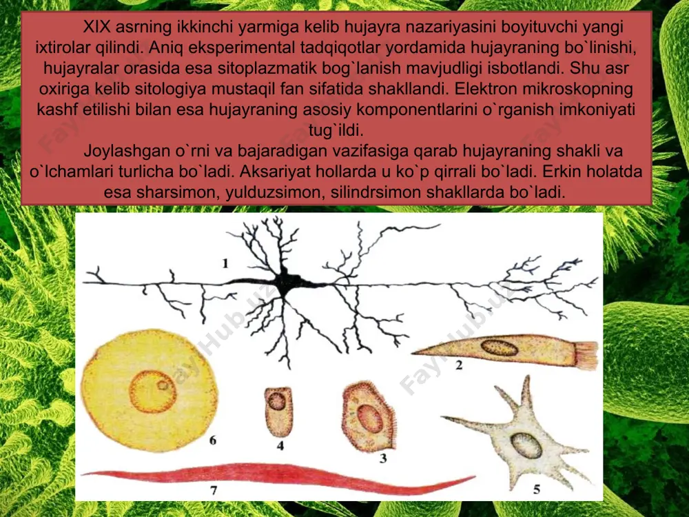o’simlik hujayrasining tuzilishi va funksiyalari - Page 5