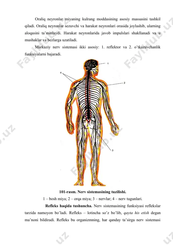 orqa miya ot dumi deb ataladigan ip shaklida davom etadi. ipning yuqori qismida nerv hujayralari bo’lib, ipning uchi umurtqa pog’onasining dum qismida tugaydi. orqa miyaning oldingi va orqa tomonlarida chuqur egatlar bo’lib, ular orqa miyani ikkita simmetrik bo’laklarga bo’ladi. orqa miyaning ko’ndalang kesimida oq va kulrang moddalar farq qilinadi (103-rasm). 103-rasm. orqa miyaning tuzilishi. 1 – kulrang modda; 2 – oq modda; 3 – orqa miya tuguni; 4 – orqa ildiz; 5 – oldingi ildiz; 6 – bo’ylama egat; 7 – nerv tuguni; 8 – markaziy kanal. oq modda orqa miyaning tashqi tomonida joylashib, kulrang moddani o’rab turadi. oq modda miyelinli nerv tolalaridan iborat bo’lib, ular orqa miyaning turli segmentlarining nerv hujayralarini bir-biri bilan va ularni bosh miya nerv hujayralari bilan bog’laydi. oq moddaning nerv tolalari orqa va bosh miya nerv markazlaridan impulslarni bir-biriga o’tkazish vazifasini bajaradi. orqa miyaning kulrang moddasi oq moddaning markazida kapalak shaklida joylashgan. kulrang moddada 13 …