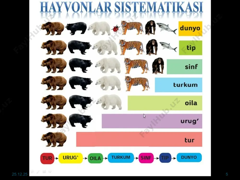 emasida tiplar soni 10 dan 33 tagacha, hatto undan ham koʻproq koʻrsatiladi. koʻpchilik zoologlar maʼqullagan va oʻquv adabiyotlarida keltiriladigan sistematikaga asosan bir hujayralilar kenja dunyosi 5 tip: sarkomastigoforalar, mikrosporidiyalar, miksosporidlar, sporalilar, infuzoriyalarga boʻlinadi. qolgan hayvonlar plastinkasimonlar, gʻovaktanlilar, boʻshliqichlilar, taroqlilar, yassi chuvalchanglar, toʻgarak chuvalchanglar, nemertinalar, tikanboshlilar, halqali chuvalchanglar, mollyuskalar, boʻgʻimoyoqlilar, ignaterililar, chalaxordalilar, pogonoforalilar va xordalilar tiplariga boʻlinadi. hayvonot dunyosi oʻrganilgan sayin koʻplab yangi turlar kashf qilinmoqda. yer yuzida hayvonlarning 2,5 mln. (ayrim maʼlumotlarga koʻra 3,0—3,5 mln.)ga yaqin turi maʼlum. sodda hayvonlar tipiga xarakteristika бир ҳужайрали ҳайвонлар ва колониал организмлар. яшаш муҳити: денгиз ва чучук сув ҳавзалари, тупроқ, ўсимлик, ҳайвон ва одам организмлари. тузилиши. бир ёки бир нечта ядро, цитоплазмасида шу организмларга хос бўлган органоидлар (стигма, трихоцист, аксостиль ва бошқа ) мавжуд. ташқи мембранаси зич эктоплазма билан биргаликда пелликула ҳосил қилади. цитоплазманинг ташқи қавати тиниқ ва зич — эктоплазма, ички қавати — эндоплазмадан иборат. баъзиларида чиғаноқ мавжуд. содда ҳайвонвонлар типига умумий тавсиф …