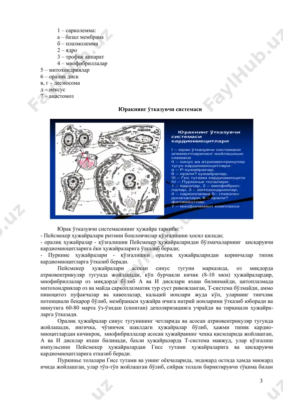 аорта деворига жуда ўхшаш. миокард миокард кўндаланг- тарғил мушак тўқимасидан тузилган, ҳужайра тузилишига эга бўлиб, уч хил кардиомиоцитлардан ташкил топган: а) типик ёки қисқарувчи кардиомиоцитлар; б) атипик ёки қўзғалишини ўтказувчи кардиомиоцитлар - юрак ўтказувчи системасини ташкил қилади; в) секретор кардиомиоцитлар - бўлмачалар деворида учраб, тромб ҳосил бўлишига қарши таъсир қилувчи ва қон босимини бошқаришда иштироқ этувчи (натрий уретик омил) моддалар ажратади. қисқарувчи кардиомиоцитлар цилиндрсимон шаклга эга, узунлиги 50-100 мкм, диаметри 17-20 мкм атрофида, овалсимон ядро ҳужайралар марказида жойлашади, митохондрия (саркосома)ларга бой, ҳужайралар бир-бири билан оралиқ пластинкалар орқали бирикиб, толаларни ҳосил қилади, толалар эса ўзаро анастомозлар орқали бирикиб, яхлит каркас ҳосил қилади, голжи комплекси ва донадор эндоплазматик тур суст тараққий этган, цитоплазма миоглобинга бой, ҳар бир кардиомиоцит 2-4 капилляр билан ўралган бўлади. 2 1 – сарколемма: а – базал мембрана б – плазмолемма 2 – ядро 3 – трофик аппарат 4 – миофибриллалар 5 – митохондриялар 6 – оралиқ диск в, …