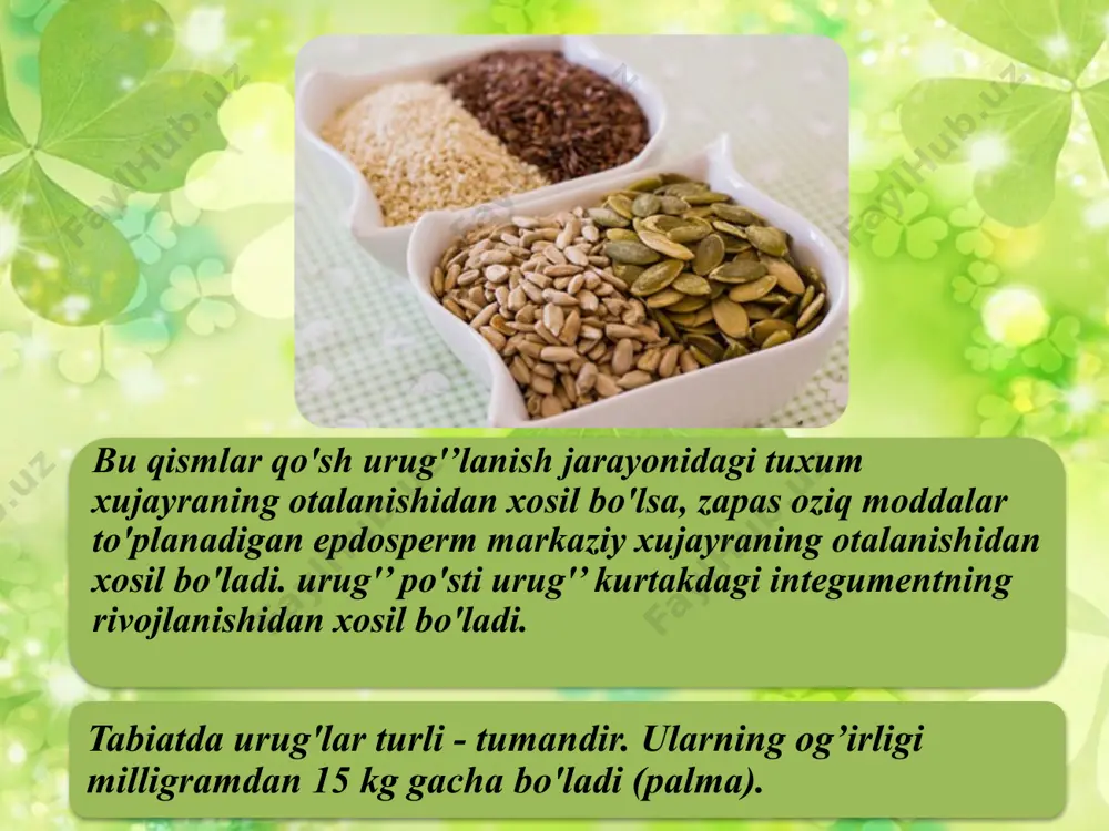 lusning yoki urug'kurtak po'stining rivojlanishidan xosil bo'lishi. 4. poliembrioniya - urug'da bitta murtak o'rniga bir necha murtak xosil bo'ladi. masalan: limon, apelsin, mandarin. 5. partenokarpiya – urug'siz meva xosil qilish. bunday o'simliklarda vegetativ, usulda ko'payishi yaxshi rivojlangan bo'ladi. masalan: mandarin, apelsin, nok, uzumda. urug’ning yetilishi. www.arxiv.uz urug’ning yetilishini quyidagi davrlarga bo'lish mumkin. 1.urug’ning sut pishishi. 2.to'liqsiz pishish davri. 3.to'liq pishish davri. tinchlik davrini boshidan kechirgan urug’ ma'lum vaqtdan keyin qulay sharoitda una boshlaydi. unayotgan urug’ quyidagi uch momentni boshidan kechiradi. www.arxiv.uz fizik - suvni qabul qilish. bioximik - zapas oziq moddalarning eriydigan xolga etishi. biologik - murtakning rivojlanishi. urug’ning unishi uchun suv, xavo, xarorat kerak bo'ladi. unuvchanlik qobiliyati o'simliklarda xar xil bo'ladi. ayrim urug’lar to’liq tingandan keyin 3-5 kunda unib chiqa oladi. beda urug’i unuvchanlik qobiliyatini 3-5 yilgacha, saqlay oladi. urug’ qancha ko'p saqlansa shuncha unuvchanlik qobiliyati pasayib boradi. ko'pchilik daraxtsimon o'simliklar urug’i (limon, xurmo, pista, yongok) me'yorida pishib, qulay …