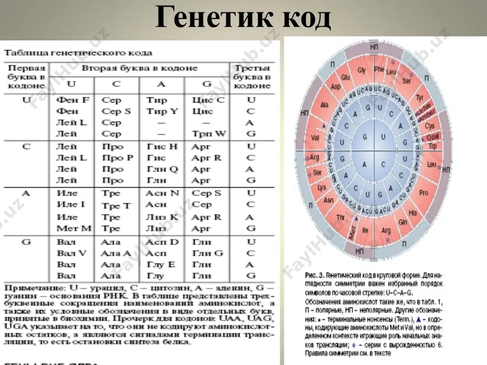 бўлмайди. уларнинг α- ва β-занжирлардаги доменлари ангиген билан боғланади. улар жуда юқори полиморфизмга эга ва хужайра номутаносиблигини белгилайди. оқсиллар полиморфизми шунчалар юқорики, хар бир инсонни биокимёвий индивидуаллигини белгилайди. ген инженерияси днк-полимеризация реакцияларини тиббиётда қўлланилиши (пцр-диагностика) турли хил организмлар днк сининг бирламчи қурилиши турлича. касаллик чақирувчи омиллар днк сига хос праймер танлаб реакция ўтказилганда праймер қўзғатувчининг днк си билан гибридизацияланади. масалан, пцр-диагностика гепатитнинг в ва с лари борлигини ва бошқа турли хил инфекцияларни аниқлаш имконини яратади. инсон геномини ўрганиш. бунда хам махсус праймерлардан фойдаланилади. бу усулда турли наслий касалликларни аниқлаш мумкин. масалан, филадельфия хромосомаси сурункали миелолейкозда мавжудлигини, оилавий полипозни келтириб чиқарувчи арс оқсилни ва бошқалар. ген инженерия усулида e.coli трансформацияланган хужайраларидан инсон препроинсулинини синтезлаш image2.png image3.wmf image4.wmf image5.png image6.wmf image7.wmf image8.wmf image9.png image10.png image11.png image12.wmf image13.wmf image14.jpeg image15.png image16.jpeg image17.jpeg image18.png image19.png image20.jpeg image21.png image22.png image23.png image24.png image25.png image26.png image27.png image28.png image29.jpeg image30.png image31.png image32.png image33.png image34.png image35.jpeg image36.png image1.jpeg