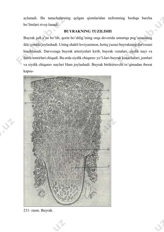 a; 23 - yumirlar tuguni ka-«illyari; 24-olib ketuvchch arteriola; 25 - yulduzsimon venula; 26 - po’stloq moddaning qon yumir kapillyarlari; 27 -endoteliy hujayralari; 28 - yukstaglomerulyar hujayralar; 29 - distal bo’limning zich dogi (e. f. kotovskiydan). la bilan qoplangan. buyrakni uzunasiga kesib ko’rilganda unda oddiy ko’z bilan ikki zonani - po’stloq va mag’iz modda-larni ko’rish mumkin (231-rasm). po’stloq zona o’zining to’q qizg’ish rangi va donadorligi bilan ajralib turadi. mag’iz zona och bo’yalib, bo’lakchalar 8-12 piramidalarga ajralgan bo’-ladi. po’stloq va mag’iz modda chegarasi tekis bo’lmay, balki po’st-loq modda mag’iz moddaga ustunchalar shaklida (bertnni ustun-chalari), mag’iz modda esa po’stloq moddaga mag’iz nurlari (fer-reyn nurlari) shaklida botib kiradi. nefron- buyrakning struktur funktcional birligi. nef-ron va siydik naylari orasida biriktiruvchi to’qimaning yupqa qatlamlari bo’lib, ularda qon tomirlar, nervlar yotadi. amma biriktiruvchi to’qima buyrakning juda oz qismini tashkil eta-di. shuning uchun bu a’zoni ko’proq epitelial organ deyish mum-kin. nefronlarning umumiy soni buyrakda bir millionga etadi. …