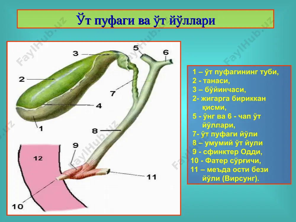 üt-tosh kasalligi. holetsistitlar, diagnostikasi va davolash - Page 4
