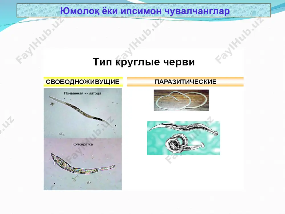 юмолоқ чувалчанглар (nemathelmintes) типи - Page 5