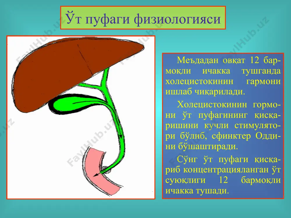 ўт тош касаллиги - Page 5