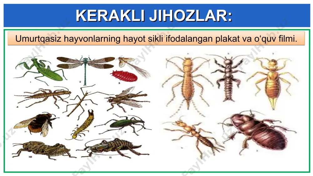 o‘simliklar mevasi va mazasi - Page 4