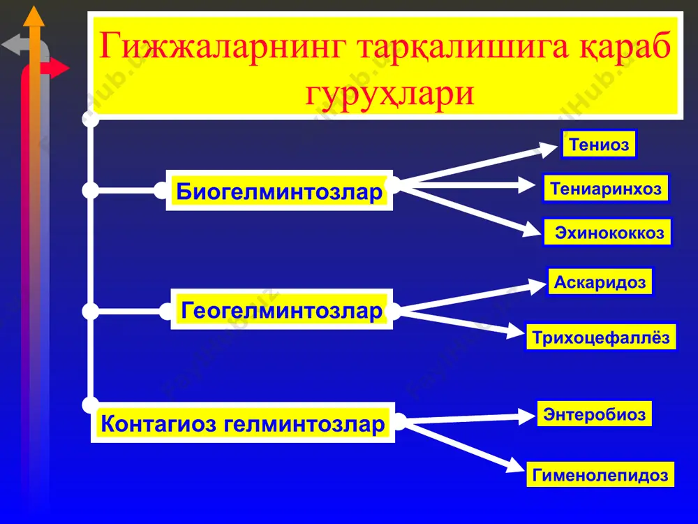 лгилардан: титраш, иситма, теридаги рецидивлунувчи қичишиш, шишлар (локал ва генерализацияланган), лимфа тугунларининг катталашиши, миалгия, артралгия, переферик қонда лейкоцитоз ва гиперэозинофилия кузатилади. бундан ташқари ўпка синдроми (астматик ҳолат, пневмония, плеврит), абдоминал синдром (қоринда оғриқ, диспептик ўзгаришлар) кузатилади. жигар ва талоқ катталашади. мнс фаолияти турли даражада ўзгаради.бу фазада ҳар хил гельментлар бир – бирига ўхшаш белгиларни намоён қилади, булар: иситма, тошма тошиши, лимфоаденопатия, ўпка ва абдоминал синдромлар. лекин бу касалликнинг специфик белгилари ҳам мавжуд. трихинеллёз билан зарарланганда касалликнинг 1-кунлари иситма, мускулларда оғриқ, қовоқ ва юзларда шиш кузатилади. жигар трематодозасида жигар ва талоқ катталашиши, саргайиш кузатилади. аскаридозларда – ўпка ва абдоминал синдром кузатилади. клиникаси: сурункали фаза – клиник кечиши қўзғатувчи интенсивлиги, жойлашган ўрни ва ўлчамига боғлиқ. ичак гельментларни кўп ҳолларда симптомсиз кечади, фақат катта ўлчамдагилари (тасмасимон, тениидилар) қандайдир белгини намоён қилади. гельментларнинг сонига кўра касаллик клиник белгилари юзага чиқади. бу фазада қўзғатувчи паразитлиги ва патоген факторлар натижасида орган ва системалар функцияси бузилиши, симптом …