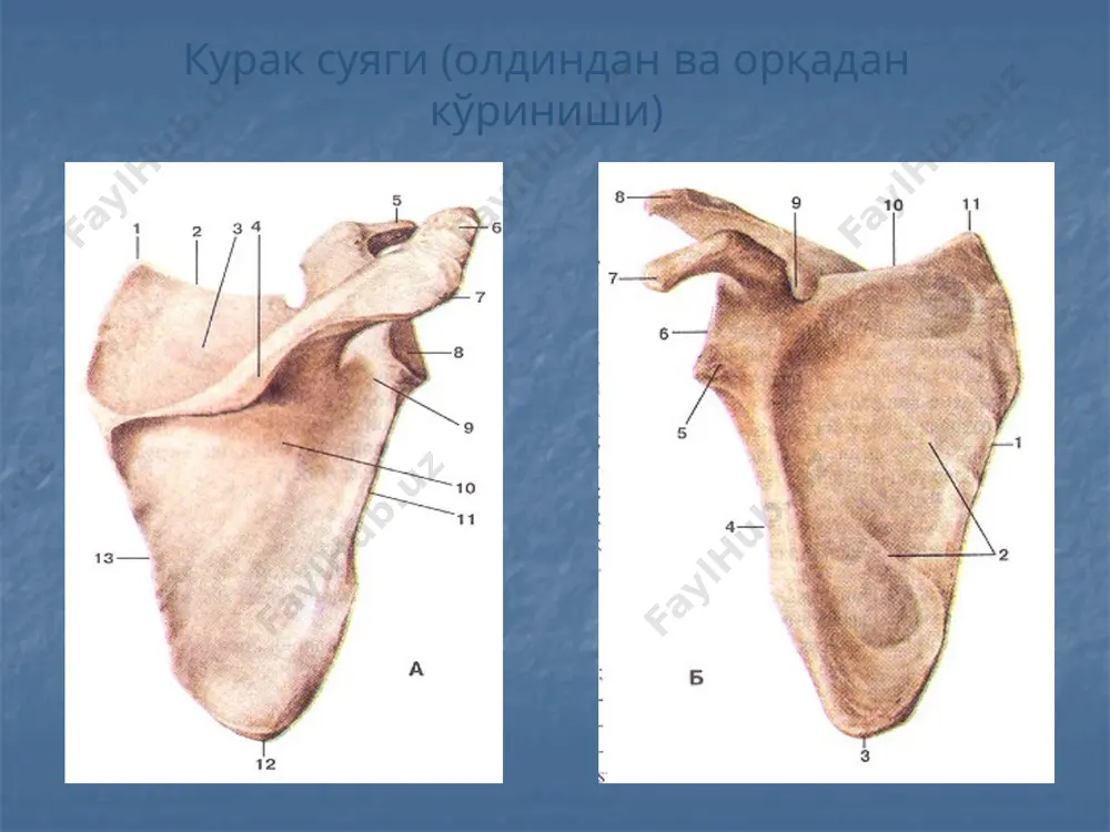 qoʼl, oyoq va chanoq suyaklarining funksional anatomiyasi - Page 4