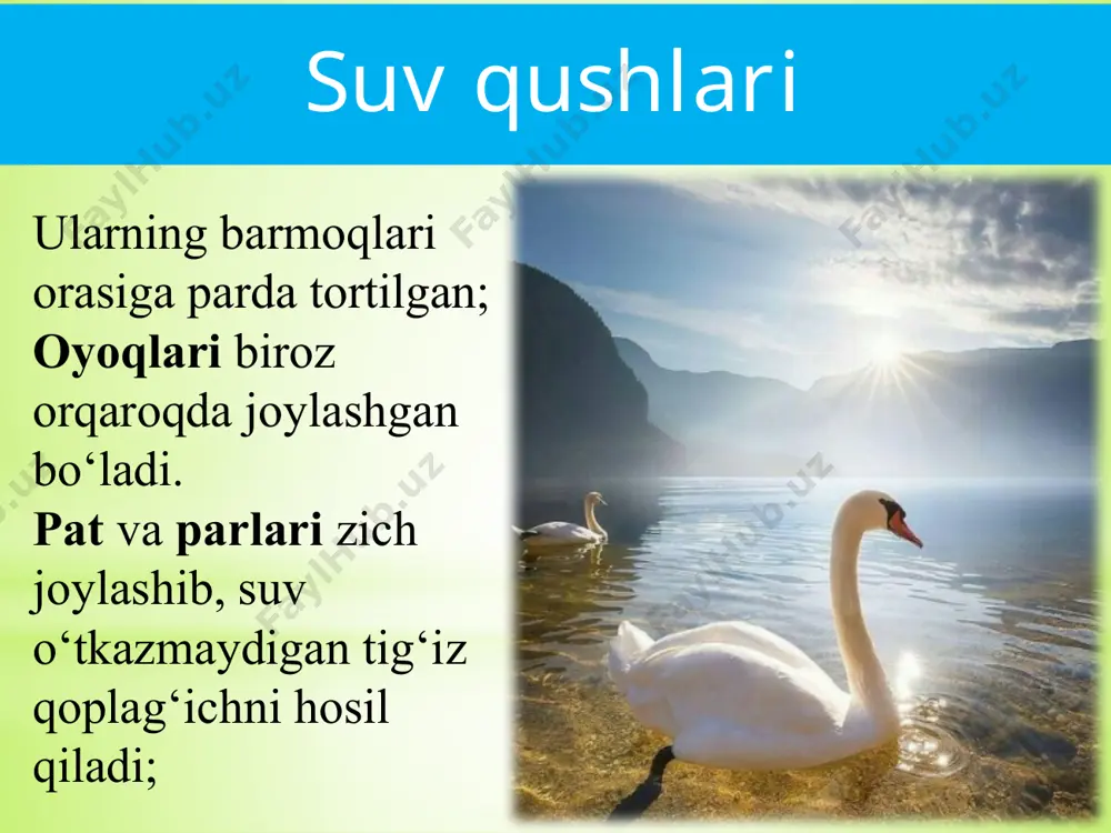 ladi. 1—2 ta tuxum qoʻyadi. tuxumini nari va modasi navbat bilan 24—35 kun bosadi. mayda baliq, qisqichbaqalar, mollyuskalar, dengiz chuvalchanglari bilan oziqlanadi. tana tuzilishi suvda suzish va shoʻngʻishga yaxshi moslashgan. oyokdari qisqa, oldingi uch barmogʻi suzgʻich parda bilan tutashgan. tumshugʻi har xil koʻrinishda. juda tez uchadi. chistik. uchishda orqaga uzatilgan panjalari rul vazifasini bajaradi. yerda besoʻnaqay va yomon yuradi; suv ostida qanotlari yordamida harakatlanadi. boshi katta, boʻyni qisqa, tumshugʻi keng va kalta. ogʻirligi 3 kg gacha. uyasini tundra yoki dengiz oralariga quradi. koloniyadagi uyalar soni 10 minggacha yetganligi maʼlum. odatda 4—5 ta tuxum qoʻyadi tuxumdan chiqqan bolalari 1,5—2 sutka-dan keyin modasi bilan dengizga tushib ketadi. oddiy gaga yumshoq parlari issiqlik saklash xususiyatiga ega. har bir uyada 18—20 g toza par boʻladi. pingvinlar turkumi. qanoti kalta va ingichka bo‘lib, eshkakka aylangan; oyoqlari tanasining keyingi qismiga birikkanligi uchun quruqlikda yurganida tanasini tik tutadi; eshkak qanotlar yordamida ular soatiga 30 km tezlikda sho‘ng‘iy …