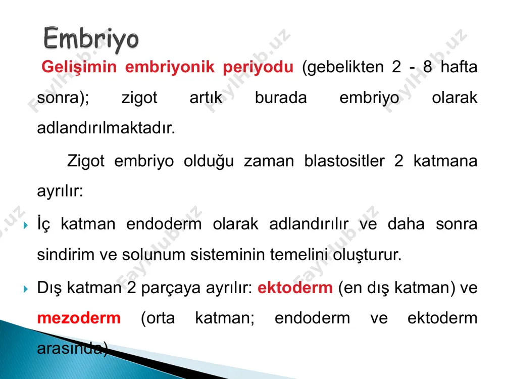 llikleri belirmeye başlar. aynı zamanda sindirim ve solunum sistemleri de şekillenmeye başlar. § küçük doku blokları bebeğin bağ dokusunu şekillendirir, kaburga kemiği ve kaslar bebeğin orta hat çizgisi boyunca gelişir. küçük tomurcuklar zamanla el ve ayak haline gelir. 6. hafta- nöral tüp kapanır 7. hafta: göbek kordonu belirir § bebek 7. haftadadır (hamilelikten 5 hafta sonra) § bebek 0,8 cm ‘dir — bir silgiden biraz daha büyük. ağırlığı bir asprin tabletinden daha azdır. § göbek kordonu — bebekle plasenta arasındaki bağlantı — artık görünür haldedir. boşlukların ve kanalların bebeğin şekillenen beyninde omurilik sıvısının dolaşımını yapmaları gerekir, ancak bebeğin kafatası hala saydamdır. § geçen hafta oluşmaya başlayan kol tomurcukları şimdi küçük bir palet şeklini almaya başlar. § bu hafta bebeğin yüzü daha belirgin bir hal almaya başlar, ağız açıklığı,küçük burun delikleri,kulak çentikleri görünür bir hal alır. § göbek kordonu, fetüsle plasenta arasında bağlantı kurar. § amniyon sıvısı ve fetal dolaşımdaki su …