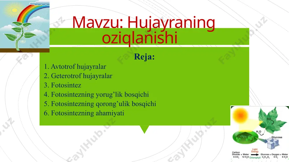 fototrof organizmlar hisoblanadi. ular hujayradagi xloroplastlarda to’plangan xlorofill pigmenti yordamida yorug’lik energiyasini kimyoviy enrgiyaga aylantiruvchi fotosintez jarayonini amalga oshiradi. fotosintezning umumiy reaksiya tenglamasi quyidagicha: 6co₂+6h₂o=c₆h₁₂o₆+6o₂ bu jarayonda anorganik moddalar-uglerod (iv)-oksid va suvdan energiyaga boy modda- glyukoza (c₆h₁₂o₆) hosil bo’ladi. fotosintezning bosqichlari fotosintezning yorug’lik bosqichi fotosintezning qorong’ulik bosqichi fotosintezning yorug’lik bosqichi fotosintez ko’p bosqichli murakkab jarayondir. fotosintez xloroplastning ko’rinadigan yorug’lik nuri bilan yoritilishidan boshlandi. foton xloroxill molekulasiga tushib, uni qo’zg’algan holatga keltiradi, uning elektronlari yuqori orbitalarga sakrab o’tadi. 4oh→o₂+2h₂o elektronlarning molekulalardan uzilishi osonlashadi. qo’zg’algan elektronlarni biri tashuvchi molekulaga o’tadi. xlorofill molekulasidan elektronlar olib, o’zining yo’qotgan elektroni o’rnini to’ldiradi. elektronlarni yo’qotishi natijasida suv molekulalari protonlar va kislorod atomiga parchalanadi. yorug’lik ta’sirida suv dissotsialanishi fotoliz deb ataladi. fotoliz natijasida hosil bo’lgan vodorod atomi organic birikmalar bilan kuchsiz bog’hosil qilib birikadi. gidroksil ionlar, ya’ni oh‾ esa o’zining elektronini boshqa molekulalarga berdi va erkin radikalga aylanadi. oh‾ radikallar o’zaro bir-biri bilan reaksiyaga kirishib suv va …