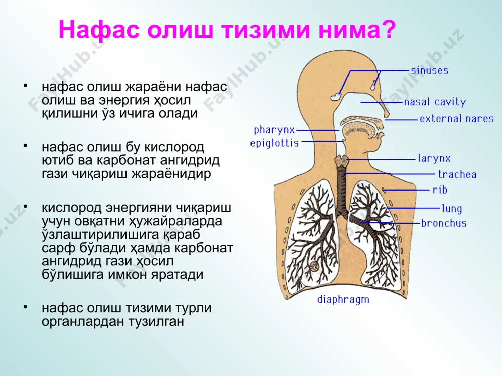 "одамнинг нафас олиш тизими" - Page 3
