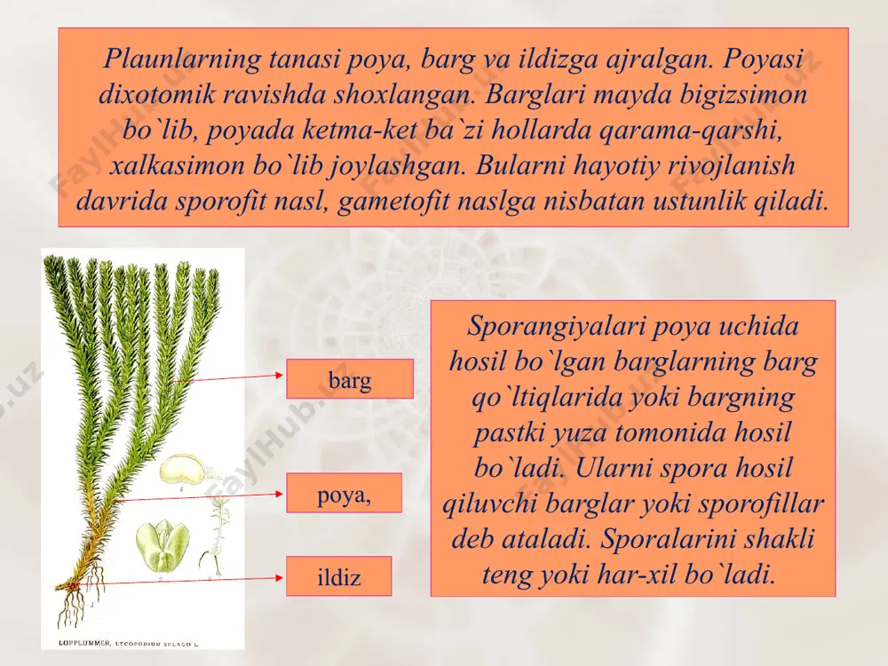 im jinsli, har xil sporalar hosil qiladigan o`simliklar. polushniksimonlar sinf 3 ta qabilaga bo`linadi: 1. selaginellanamolar qabilasi- selaginellales 2. polushniknamolar qabilasi- isoetales 3. lepidodendronnamolar qabilasi-lepidodendrales selaginellanamolar qabilasi- selaginellales bu qabilani 700 ga yaqin turi mavjud. ularning muhim belgisi har-xil sporalilik ya`ni mego va mikrosporalar hosil qiladi. megasporangiyda 4 tagacha, mikrosporangida bir nechtagacha sporalar hosil bo`ladi. etilgan sporalardan ayrim jinsli gametofit vujudga keladi. selagnnelalar tropik va subtropik mintaqalarda keng tarqalgan. polushniknamolar qabilasi- isoetales bu qabilaga qazilma holda uchrovchi va hozirda yashayotgan polushniklar kiradi. qabilaning bitta oila va unga bitta turkum kiradi. turkum ( isoetes ) 70 ga yaqin turni o`z ichiga olib, ularning ko`pchiligi shimoliy amerikada tarqalgan. vakil: isoetes lacustris hisoblanadi. bu o`simlik uncha chuqurmas suv xavzalarining tubida o`sadigan ko`p yillik o`simlik. bularning ham sporalari har xil. bo`yi 8-25 sm. barglari qisqargan poyaga asosi bilan birikkan, asos qismi kengroq bo`lib, yuqoriga borgan sari torayib ingichkalashib begizsimon tuzilishiga ega bo`lgan. sporangiyalari bargning …