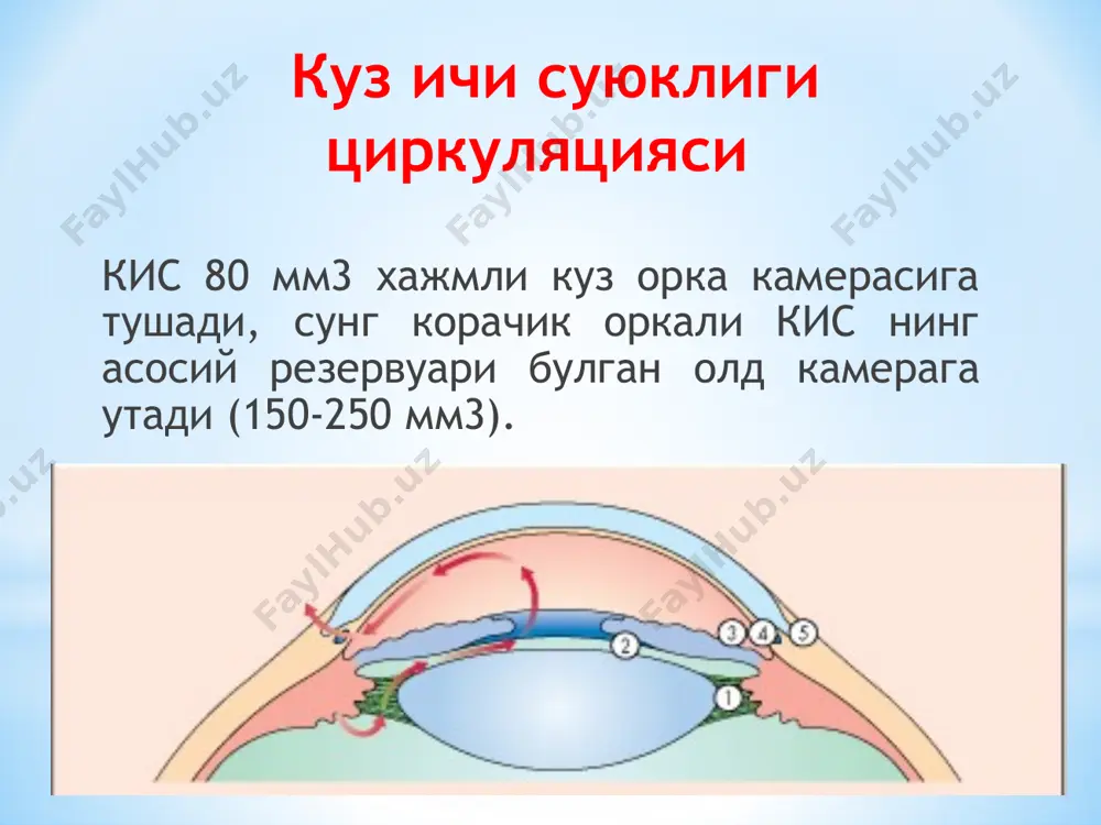 бирламчи глаукома очиқ бурчакли глаукома ёпиқ бурчакли глаукома аралаш глаукома ii. иккиламчи глаукома iii. туғма глаукома глаукомада олд камерада кузатиладиган ўзгаришлар блок турлари олдинги камера бурчаги ёпилишининг гониоскопик градацияси. этиология, патогенез. бирламчи глаукома - кўз олд бўлими тўкималаридаги трофик бузилишлар, кон томир тизими ва кўз гемодинамикаси ўзгаришлари, хамда умумий патологик силжишлар натижасида дренаж тизим бузилиши натижасида юзага келади. бу эса ички суюкликни циркуляциясини бузилиши ва офтальмотонусни ошишига олиб келади. кўз ички босимини юкори даражаси кўз тўкимасидаги иккиламчи трофик ўзгаришларга сабаб бўлади. тўр парда ва кўрув нервининг функционал элементлари нобуд бўлиши натижасида кўриш пасаяди. касаллик кўпинча 40 ёшдан катта шахсларда ривошланади. этиология, патогенез. иккиламчи глаукома - турли касалликлар ( кўз пардалари яллиглани ва дегенератив касалликлар, гавхар патологияси, кўз жарохатлари ва бошк.) натижасида кўз ички суюқлигини оқиб чиқиши ўзгариши ва бунинг натижасида офтальмотонус кўтарилиши туфайли юзага келади. тугма глаукома – кўз ички бурчагининг мезодермал тўкима билан беркилиб қолиши туфайли кўз ички суюклигини …
