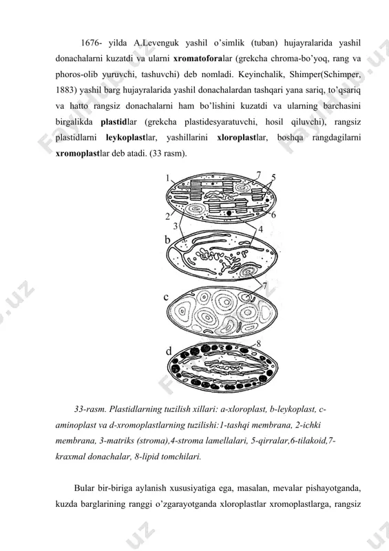 0 mkm, yo’g’onligi 2-4 mkm bo’ladi. ammo, ba’zi suvo’tlari xromatoforalarining uzunligi 50 mkm ga yetadi. ularning soni hujayrada bittadan (tuban suvo’tlarixlamidomonadada) 100 tagacha (yuksak o’simlik) bo’lishi mumkin. tamakining hujayrasida ularning soni hattoki, 1000 tagacha yetadi. yuksak o’simliklarning barg hujayralarida plastidlar 20-50 dona bo’ladi. yuksak o’simliklarning rangli va rangsiz plastidlarining shakli, odatda, disksimon, suvo’tlarining xromatoforalari esa tayoqchasimon, kosachasimon, tasmasimon, yulduzsimon va boshqa shakllarda bo’ladi. xloroplastlarning tuzilishi, umuman olganda, mitoxodriyalarni eslatadi. bu organoid tashqi va ichki membranalar bilan qoplangan bo’lib, ular plastidlarni sitoplazmadan ajratib turadi. membranalarning har birining qalinligi 7 nm atrofida, ular bir-biridan oralig’i 20-30 nm membranalararo bo’shliq bilan ajralgan. plastidlarning ichki qismini matriks yoki stroma deb atalib, unga ichki membranadan o’sib chiqqan burmacha shaklidagi strukturalar joylashadi. yuksak o’simliklarning yetilgan plastidlarining ichki membranasi ikki xil tipda tuzilgan bo’ladi. bular-stromaning yassi, uzun lamellalari, yassi disksimon vakuola yoki yopiq xaltachalarning membranalari-tilakoidlardir, ularning har birini plastina deb ham ataladi. tilakoidlar taxlab qo’yilgan tangachalarga o’xshash …