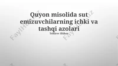 sut emizuvchilarning jinsiy a'zolari — PPTX