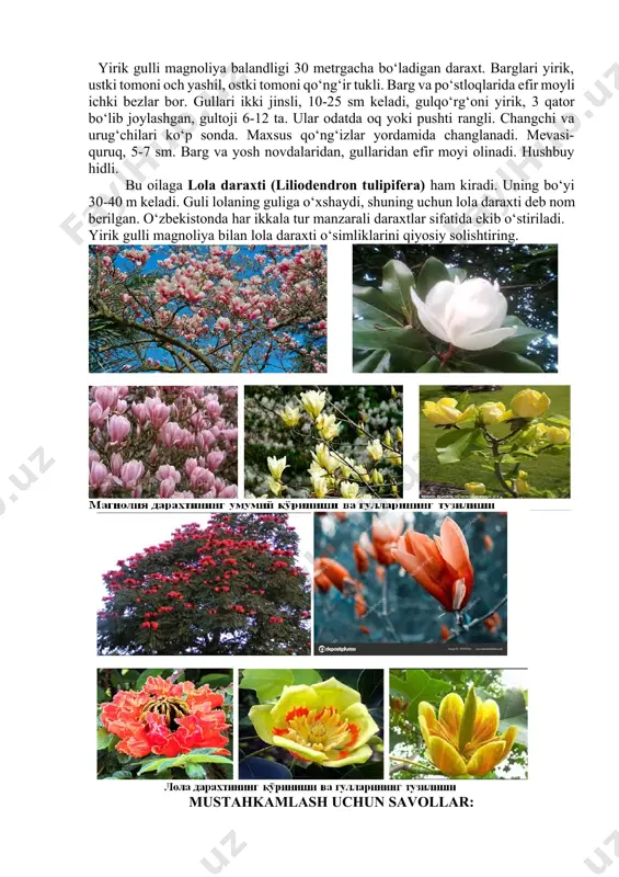 5-doirali tipda bo‘lishi va gulqo‘rg‘onlarining ko‘pincha qo‘sh qo‘rg‘onli bo‘lishidir. sinf 8 ta sinfchaga bo‘linadi. kerakli materiallar: magnoliyaning gerbariy namunalari. spirtda fiksirlangan gullari, mevalar. topshiriqlar: 1. yirik gulli magnoliya gerbariysidan foydalanib vegetativ va generativ organlar o‘rganiladi. 2. barg, gul va uning qismlari, meva, urug‘lar rasmi chizib olinadi. 3. tekshirilgan turlar aniqlaniladi. ish tartibi: tirik materiallar yetarli bo‘lmasa gerbariy materiallaridan foydalanib, so‘ngida jadval va rasmlardan ko‘rib magnoliya haqida to‘liq tasavvurlarga ega bo‘lamiz. magnoliya o‘simligiga to‘liq tavsif beramiz. yirik gulli magnoliya balandligi 30 metrgacha bo‘ladigan daraxt. barglari yirik, ustki tomoni och yashil, ostki tomoni qo‘ng‘ir tukli. barg va po‘stloqlarida efir moyli ichki bezlar bor. gullari ikki jinsli, 10-25 sm keladi, gulqo‘rg‘oni yirik, 3 qator bo‘lib joylashgan, gultoji 6-12 ta. ular odatda oq yoki pushti rangli. changchi va urug‘chilari ko‘p sonda. maxsus qo‘ng‘izlar yordamida changlanadi. mevasi-quruq, 5-7 sm. barg va yosh novdalaridan, gullaridan efir moyi olinadi. hushbuy hidli. bu oilaga lola daraxti (liliodendron tulipifera) …