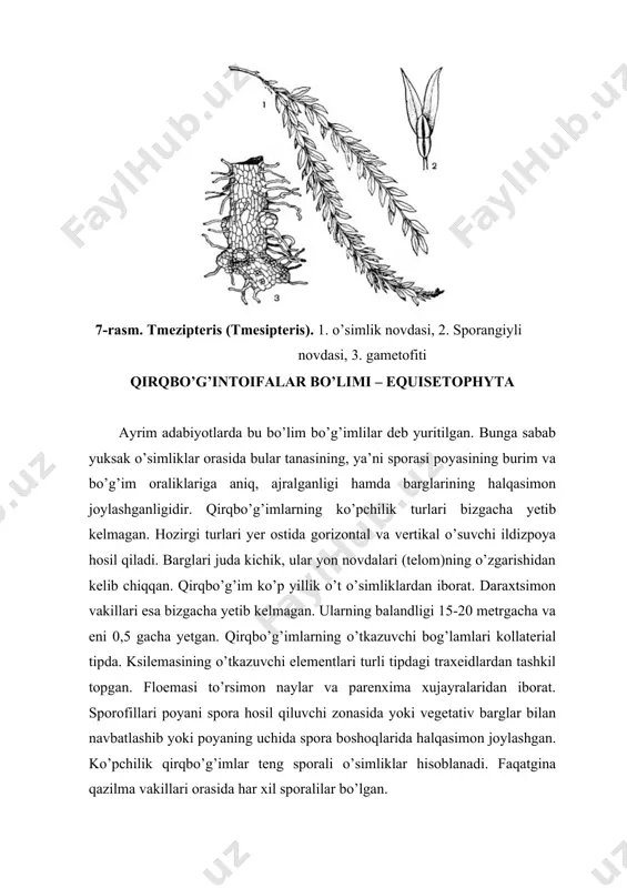 porangiyli novdasi, 3. gametofiti qirqbo’g’intoifalar bo’limi – equisetophyta ayrim adabiyotlarda bu bo’lim bo’g’imlilar deb yuritilgan. bunga sabab yuksak o’simliklar orasida bular tanasining, ya’ni sporasi poyasining burim va bo’g’im oraliklariga aniq, ajralganligi hamda barglarining halqasimon joylashganligidir. qirqbo’g’imlarning ko’pchilik turlari bizgacha yetib kelmagan. hozirgi turlari yer ostida gorizontal va vertikal o’suvchi ildizpoya hosil qiladi. barglari juda kichik, ular yon novdalari (telom)ning o’zgarishidan kelib chiqqan. qirqbo’g’im ko’p yillik o’t o’simliklardan iborat. daraxtsimon vakillari esa bizgacha yetib kelmagan. ularning balandligi 15-20 metrgacha va eni 0,5 gacha yetgan. qirqbo’g’imlarning o’tkazuvchi bog’lamlari kollaterial tipda. ksilemasining o’tkazuvchi elementlari turli tipdagi traxeidlardan tashkil topgan. floemasi to’rsimon naylar va parenxima xujayralaridan iborat. sporofillari poyani spora hosil qiluvchi zonasida yoki vegetativ barglar bilan navbatlashib yoki poyaning uchida spora boshoqlarida halqasimon joylashgan. ko’pchilik qirqbo’g’imlar teng sporali o’simliklar hisoblanadi. faqatgina qazilma vakillari orasida har xil sporalilar bo’lgan. qirqbo’g’imtoifa o’simliklar devon davrida (415-370 mln. yil oldin) kelib chiqqan va toshko’mir davrida yaxshi taraqqiy …