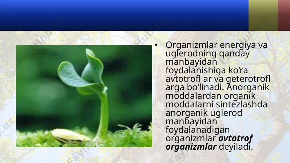 plastik almashinuv. fotosintez, xemosintez. 10 - sinf - Page 4
