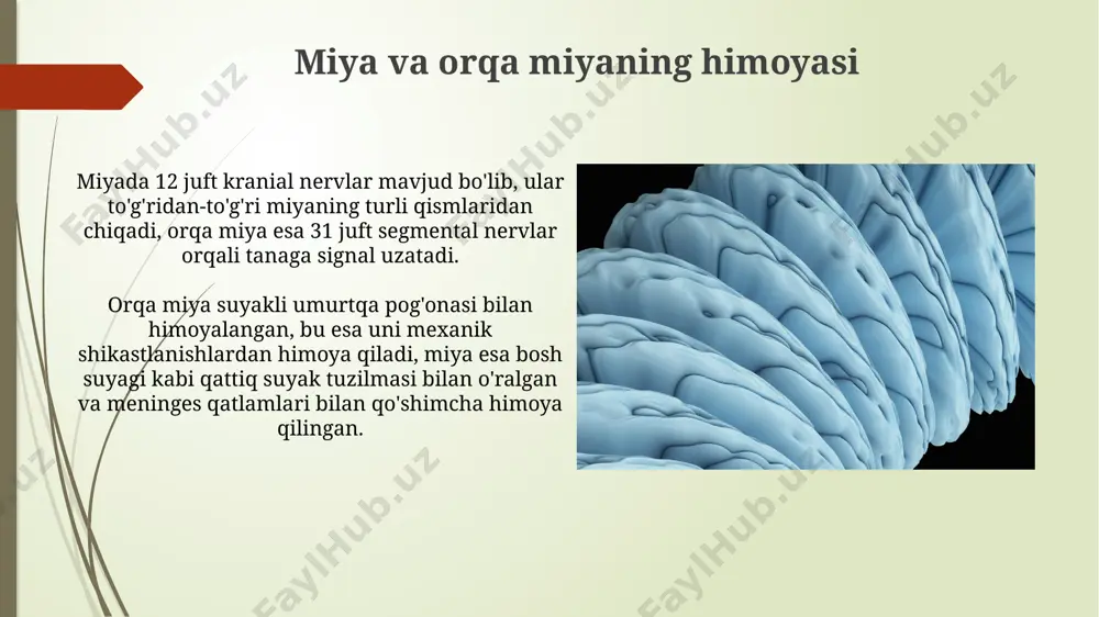 atini nazorat qilish bilan birga, yuqori darajadagi funksiyalarni, masalan, muvozanatni saqlash va harakatni koordinatsiyalashni ta'minlaydi. bu jarayonlarda serebellum muhim rol o'ynaydi. orqa miya tuzilishi orqa miyaning kulrang moddasi h shaklida bo'lib, oldingi shoxlar motor neyronlarni, orqa shoxlar esa sensor neyronlarni o'z ichiga oladi. orqa miya 31 juft segmentdan iborat bo'lib, har bir segmentdan ikkita orqa miya nervi chiqadi, umumiy soni 62 ta nervni tashkil etadi. orqa miya o'smalari va kasalliklari orqa miya shishi simptomlari, og'riq, paresteziklar (uyqusizlik, karıncalanma) va mushak kuchsizligi kabi, shikastlanish darajasiga va o'smaning o'lchamiga qarab farq qiladi. orqa miya o'smalarini davolashda jarrohlik, radiatsiya terapiyasi va kimyoterapiya kabi usullar qo'llaniladi, muolajaning tanlanishi o'smaning turi, hajmi va joylashuviga bog'liq. e'tiboringiz uchun rahmat @taqdimot_robot image1.jpg image2.jpg image3.jpg image4.jpg image5.jpg image6.jpg image7.jpg image8.jpg image9.jpg image10.jpg image11.jpg image12.jpg
