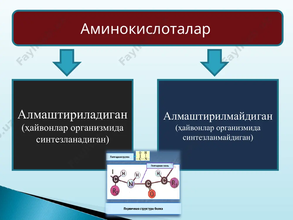 рнинг ширинлик даражаси бир ҳил бўлмайди. агар сахароза нинг ширинлигини 100 % деб олсак, унда бошқа қандларнинг ширинлиги қуйидагича бўлади, %: фруктоза 173 глюкоза 81 мальтоза ва галактоза 32 рафиноза 23 лактоза 16 полисахаридлар ширин таъмга эга бўлишмайди. углеводларга бўлган эҳтиёж қувват йўқотиш билан аниқланади. жисмоний юк қанча кўп бўлса, мускул иши миқдори қанча кўп бўлса, углеводларга бўлган эҳтиёж ҳам шунча кўп бўлади. оғир жисмоний меҳнат билан банд бўлмаган кишилар учун углеводларга ўртача эҳтиёж 400-500 г/кунлик, шу билан бирга крахмалга – 350-400 г, моно- ва дисахаридларга (лимонли, сутли) – 2 г, озиқ толаларга (клетчатка ва пектин) 25 г ни ташкил қилади. (альдегидоспирт) барча энг муҳим полисахаридлар – крахмал, гликоген, целлюлозанинг асосий тузилмавий мономеридир. у овқат билан бирга мевалар, тар мевалар, сабзавотлар таркибида алоҳида ҳолда, шунингдек, энг кўп тарқалган дисахаридлар – сахароза , мальтоза, лактозанинг таркибий қисми сифатида ҳам тушади. глюкоза тез ва қарийб тўлиқ хажмда ошқозон-ичак йўлларида сўрилиб, қонга ўтади …