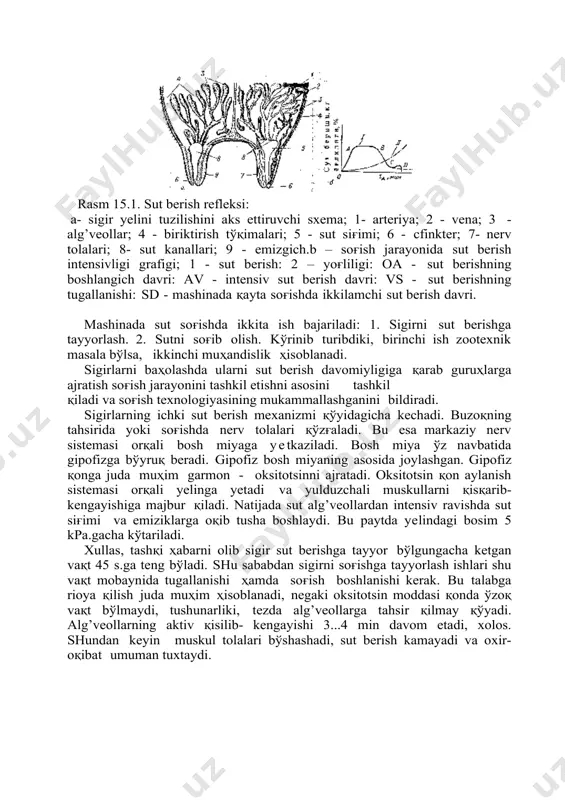 m garmon - oksitotsinni ajratadi. oksitotsin қon aylanish sistemasi orқali yelinga yetadi va yulduzchali muskullarni қisқarib-kengayishiga majbur қiladi. natijada sut alg’veollardan intensiv ravishda sut siғimi va emiziklarga oқib tusha boshlaydi. bu paytda yelindagi bosim 5 kpa.gacha kўtariladi. xullas, tashқi ҳabarni olib sigir sut berishga tayyor bўlgungacha ketgan vaқt 45 s.ga teng bўladi. shu sababdan sigirni soғishga tayyorlash ishlari shu vaқt mobaynida tugallanishi ҳamda soғish boshlanishi kerak. bu talabga rioya қilish juda muҳim ҳisoblanadi, negaki oksitotsin moddasi қonda ўzoқ vaқt bўlmaydi, tushunarliki, tezda alg’veollarga tahsir қilmay қўyadi. alg’veollarning aktiv қisilib- kengayishi 3...4 min davom etadi, xolos. shundan keyin muskul tolalari bўshashadi, sut berish kamayadi va oxir-oқibat umuman tuxtaydi. tashқi tahsirlar sut berishga nafaқat ijobiy, balki salbiy tahsir ҳam қilishi mumkin. iliқlik, yelinga muloyim fizik tahsirlar, ishlarning ketma-ketligini aniқ bajarish, mashinada soғish ritmini buzmaslik , sigirlarga shoshilmasdan bosiқlik bilan munosobatda bўlish kabilar sigirlarning sut berishiga ijobiy tahsir қilsa, fermadagi kunlik tartibni buzilishi, …
