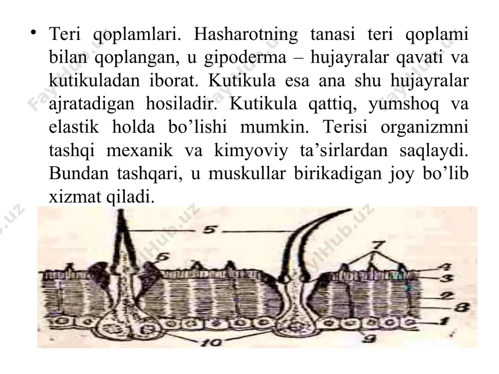 ’ngach keladi. u hasharotlarning ko’pchilik turlarida kengaygan yoki bo’rtib chiqqan bo’lib, uni bo’qoq deyiladi. undan so’ng muskulli oshqozon, keyin haqiqiy oshqozon, ingichka, yo’g’on va to’g’ri ichaklar davom etadi. to’g’ri ichak anal teshigi bilan tamomlanadi. burdalangan oziqa halqumdan o’tib bo’qoqda to’planadi va oz-ozdan mushakli oshqozonga o’tadi, uning devorlarida kuchli rivojlangan mushaklar, ichki tomonida esa qattiq tishlar bo’ladi. bunda oziqa maydalanadi va o’rta ichakka o’tadi, bundan tashqari oziqa suyuq qismdan ajratiladi. o’rta ichak to’g’ri naycha, xaltasimon yoki uzunchoq egri naycha shaklida bo’ladi. o’rta ichak turli xil vazifalarni bajaradi: fermentlar ajratadi, ovqat hazm bo’lishida qatnashadi, unda hazm bo’ladigan mahsulotlar so’riladi va hazm bo’lmagan oziqa qoldiqlari orqa ichakka suriladi. keyingi ichak xitin intimali bo’lib, ingichka, yo’g’on va to’g’ri ichaklarga bo’linadi. ichakning malpigi naychalari ochiladigan joyidan boshlanadigan bo’limida hazm bo’lgan oziqadagi suv so’rilib, ekskrement (tezak) hosil bo’la boshlaydi va u orqa (anal) teshik orqali chiqarib yuboriladi. malpigi naychalari (italiya olimi malpigi nomiga qo’yilgan) hasharotlarning eng …