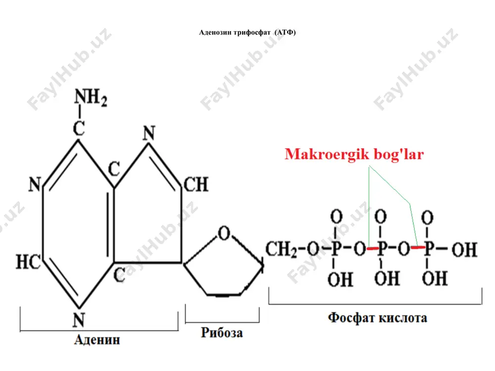 energiya almashinuvi bosqichlari - Page 5