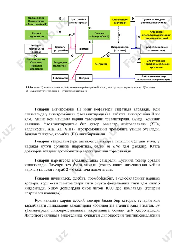 ), фаоллаштирилган рекомбинант протеин c (фаоллаштирилган дротрекогин алфа), тўқима фактори йўлининг рекомбинант ингибитори (tfpi; tissue factor pathway inhibitor) мавжуд.] [2: гепарин дори воситаси асосан сўйилган қорамолларнинг ўпка ва ичакларидан олинади.] гепарин антитромбин iii нинг кофактори сифатида қаралади. қон плазмасида у антитромбинни фаоллаштиради (ва, албатта, антитромбин ii ни ҳам), унинг қон ивишига қарши таъсирини тезлаштиради. бунда, қоннинг ивишини фаоллаштирадиган бир қатор омиллар нейтралланади (хiiа, калликреин, хiа, ха, хiiiа). протромбиннинг тромбинга ўтиши бузилади. бундан ташқари, тромбин (iiа) ингибирланади. гепарин тўғридан-тўғри антикоагулянтларга тегишли бўлгани учун, у нафақат бутун организм шароитида, балки in vitro ҳам фаолдир. катта дозаларда гепарин тромбоцитлар агрегациясини тормозлайди. гепарин парентерал қўлланилганда самарали. кўпинча томир орқали ишлатилади. таъсири тез бзага чиқади (томир ичига инъекциядан кейин дарҳол) ва дозага қараб 2 – 6 соатгача давом этади. гепарин шунингдек, флебит, тромбофлебит, эқўл-оёқларнинг варикоз яралари, тери ости гематомалари учун сиртга фойдаланиш учун ҳам ишлаб чиқарилади. ушбу дорилардан бири литон 1000 деб номланади (гепарин натрий …
