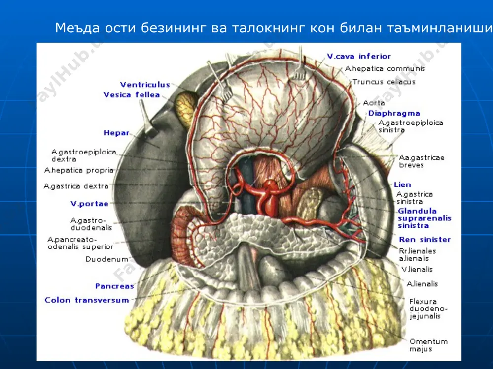 кукрак ва корин аортасининг жуфт ва ток тармоклари - Page 4