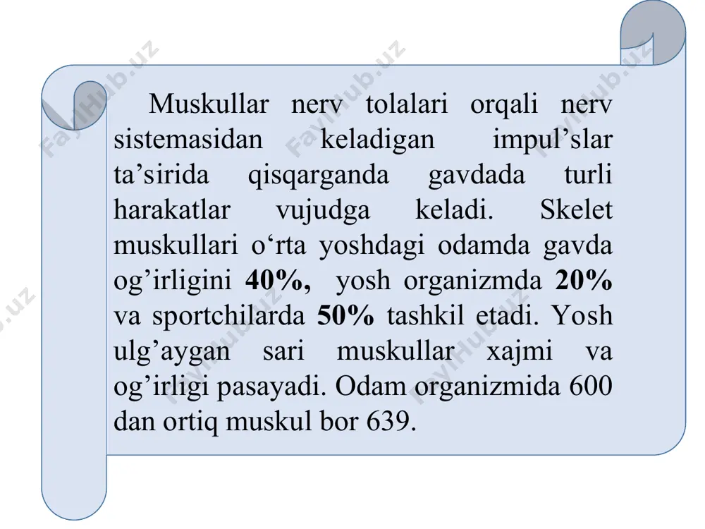 muskullar haqida umumiy ma'lumotlar - Page 5