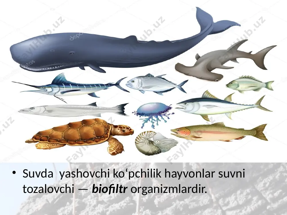 hayvonlar dunyosi. 9 - sinf - Page 4