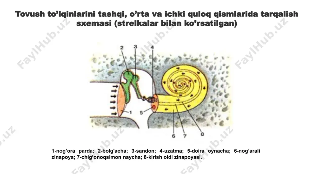 "hayot faoliyati xavfsizligi ma'ruzalari" - Page 5