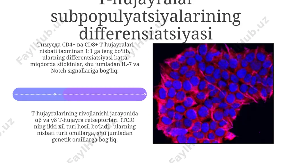 t-limfotsitlarning yetilish jarayoni (antigenga bog‘liq bo‘lmagan immunogenez) - Page 4