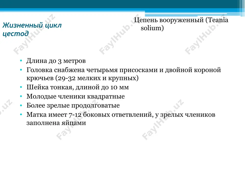дальнейшего развития он должен попасть в тело промежуточного хозяина – веслоногого рачка (циклоп и др.). здесь корацидий лишается ресничного покрова и превращается в проциркоид – вторую личиночную стадию. лентец широкий (diphyllobotrium latum) жизненный цикл цестод следующий этап развития связан с дополнительным хозяином – различными видами хищных рыб (щука, окунь, налим и др.). рыба заглатывает зараженных рачков, процеркоиды через кишечную стенку проникают в ее мускулатуру и внутренние органы, где через 3-4 недели превращаются в инвазионную для окончательных хозяев стадию – плероцеркоид. плероцеркоиды – это белые червеобразные личинки длиной от 1 до 5 см. при условии попадания в организм дефинитивного хозяина развитие заканчивается формированием взрослого гельминта. плероцеркоиды и взрослые формы широкого лентеца паразитируют в кишечнике, прикрепляясь к его слизистой оболочке ботриями. лентец широкий (diphyllobotrium latum) жизненный цикл цестод диагностика обнаружение яиц в кале и фрагментов стробилы различной длины изучение члеников при их обнаружении (матка в зрелых члениках имеет розетковидную форму) лентец широкий …