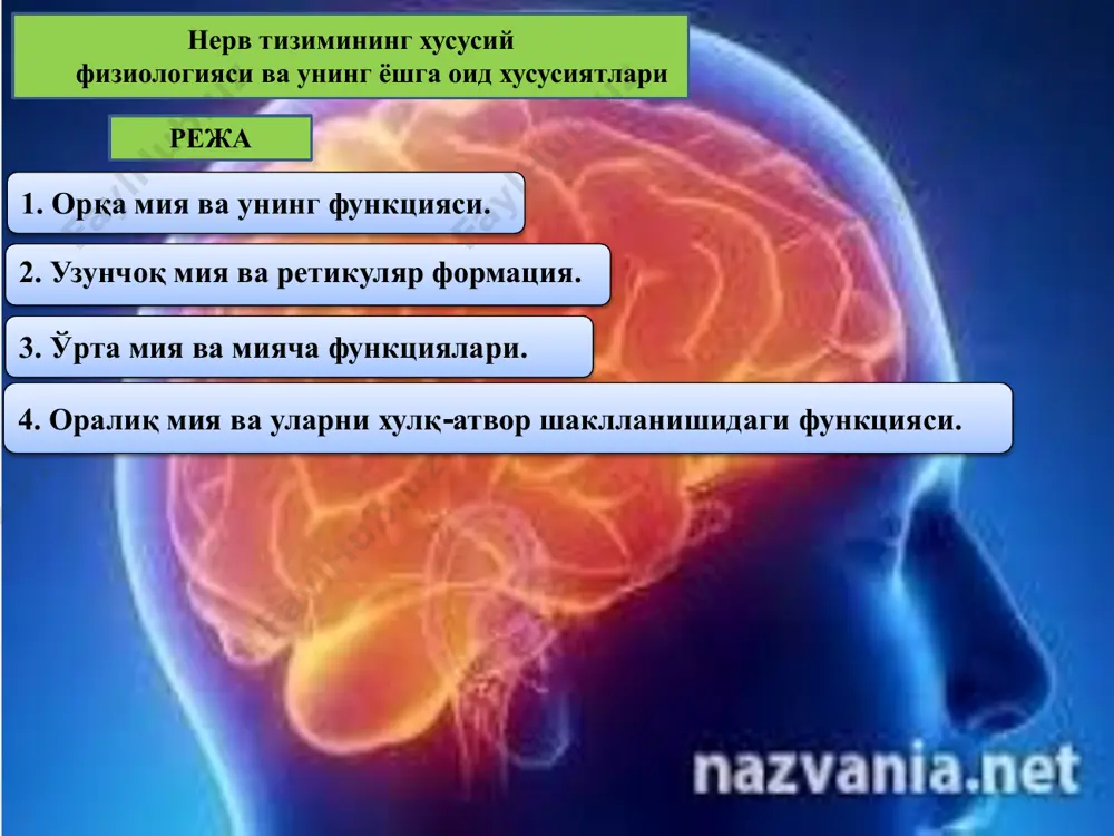 1 жуфт орқа миянинг кўндаланг кесими орқа мия 3 қават парда билан ўралган. ташқи қавати қаттиқ, ўрта қавати ўргимчак тўрсимон ва ички қавати юмшоқ парда бўлади. ўрта ва ички қават ўртасида орқа мия суюқлиги бўлади. орка миянинг кулранг моддаси (қавати) нерв хужайраларидан, ок моддаси эса нерв толаларини хосил килади. орка миянинг кундаланг кесимида кулранг модда капалак шаклида жойлашади, уларнинг атрофида оқ модда бўлади. кулранг модданинг олдинги, ѐн ва орка шохлари бор. олдинги шохда харакат нейронлари жойлашган, бу ердан харакат нервлари чикади. оркадаги шохда сезувчи нейронлар бўлади, уларга сезувчи, яъни марказга интилувчи нервлар киради. сезувчи нейрон ҳаракатлантирувчи нейрон оқ модда кулранг модда орқа шохлари олдинги шохлари ён шохлари орқа миянинг айрим неврларини функцияси орқа мияни кўкрак бўлими сегментларида вегетатив нерв системасининг бир қисми бўлади орқа мияни олдинги ва орқа шохлари қўшилиб кетади ва орқа мия нерви таркибида скелет мускулларига боради. барча кўкрак ва 2 та юқори бел сегментларининг кулранг моддаси олдинги …
