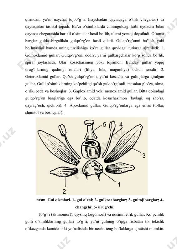 an qiyo’iq gularni keltirib chiqargan. qiyshiqq gullar to’g’ri gullardan farq qilib, gul o’qiga nisbatan tik teksilik o’tkazilganda, faqat yo’nalishda teng ikki bo’lakka bo’linadi. (masalan, beda, rayhon va itog’izlarning gullari.) to’g’ri va qiyshiq gullardan tashqari nosimmetrik gullar ham uchrab turadi. bunday gullarni teng ikki bo’lakka bo’lish mumkin emas. shoyigul, valeriana, soxta kashtan va salablarning gullari nosimmetrik gullardir. gultoji changchidan kelib chiqqan. buni nilufar o’simligidagi gultoji va changchilar o’rtasida gultojisifat oraliq organning mavjudligi isbotlaydi. gultoji tomondagi changchilar ham ichkaridagilardan kichik. gultojining changchilardan kelib chiqqanligini anatomik tadqiqotlar ham tasdiqlaydi. gul a’zolaridan tashqari gulda nektardonlar ham mavjud. nektardonlar ko’pincha disk shaklida bo’ladi va tugunchaning asosida joylashadi. shu shakldagi nektarnik-lar normushkdoshlar, zarangdoshlar, toshbaqatoldoshlar, uzumdoshlar va yalpizdoshlarga xos. ziradoshlarda nektar beruvchi disk tugunchaning ustida, ochiq holda joylashgan. shu sababli bu o’simlik-larni changlatishga moslashmagan oddiy changlatuvchilar, asosan pashsha va qo’ng’izlar changlatadi. nektarda turli xil qand (25-75%) va kam miqdorda boshqa organik va noorganik birikmalar bo’ladi. guldagi nektarning …