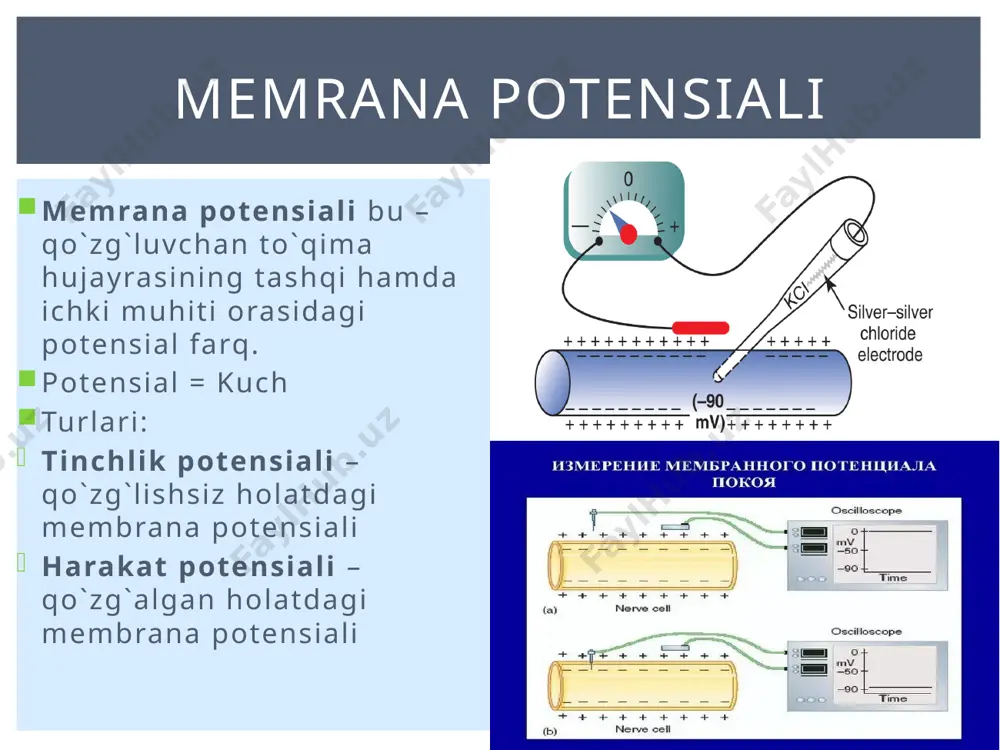 membrana potensiallari - Page 3