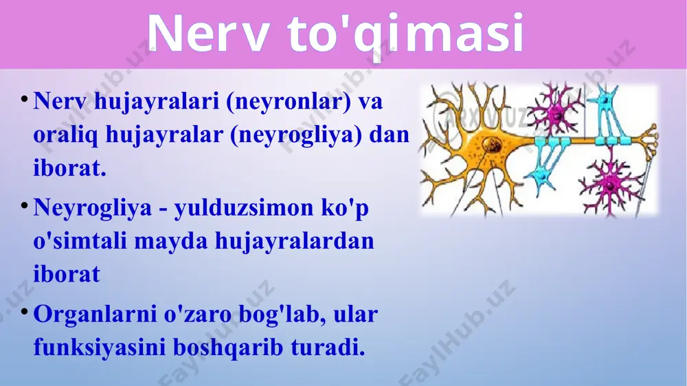 “to’qimalar, organlar va organizm” mavzusida 1 soatlik taqdimoti - Page 5