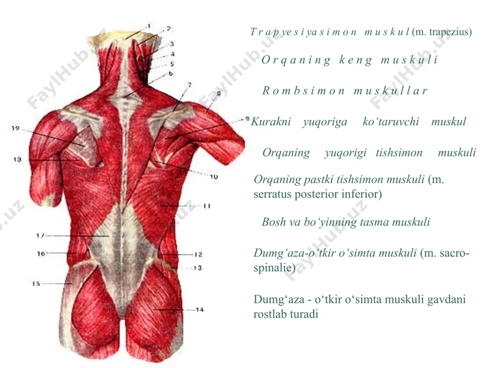 s ­ k u l i (m. quadratus lumborum) yon­bosh suyagining qirrasidan bosh­lanib, bel umurtqalarining yon o‘simtasiga va xii qovurg‘aga bi­rikadi. bu muskul qisqarganda qovurg‘ani pastga tortadi (nafas chiqarishda ishtiroq etadi), umurtqa pog‘onasini orqaga va yonga bu­kadi. oraliq muskullar odam ajdodlaridagi ayrim dum va qorin muskullarining o‘zgargan xili hisoblanadi. ular qorinning pastki tomonidan ichki organlarni tutib turadi. bu muskullar siydik va najas chiqarish kanalining sfinkteri sifatida bir vaqtda harakatlanadi. odam doim jismoniy mashq bilan shug‘ullanishi natijasida ko‘krak va qorin muskullari yaxshi rivojlanadi. qayiqda suzish, gimnastika mashg‘ulotlari, yugurish kabi sport o‘yinlari ko‘krak qafasi muskullarining yaxshi rivojlanishiga sabab bo‘ladi. qorin muskullarining presslash funksiyasi ortadi. bu muskullar yelka kamari, yelka bo‘g‘imi, tirsak bo‘g‘imi, ayniqsa, qo‘l panjasi harakatlarida aktiv ishtirok etadi. yuqorigi kamar muskullari yelka kamari, yelka oldi, panja muskullariga bo‘linadi. yelka kamari muskullari yelka kamari suyaklari yuzasida bo‘lib, asosan, yelka bo‘g‘imidagi harakatlarda ishtirok etadi. deltasimon muskul (m. deltoideus) eng kuchli muskul bo‘lib, o‘mrov …