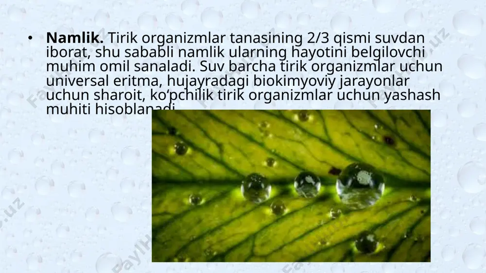 to‘qimasi qalin mum qavat yoki mayda tuklar bilan qoplangan bo‘ladi. sklerofitlar (yunoncha «scleros» – qattiq, «phyton» – o‘simlik) – tuproqda namlik yetarli bo‘lmagan sharoitda ham o‘sadi. ular suvni zaxirada saqlab turolmaydi, lekin sklerofitlar sitoplazmasi yuqori yopishqoqlikka ega bo‘lgani uchun suvni ushlab tura oladi. bu hujayra shirasining yuqori osmotik bosimini yaratadi. gigrofitlar (yunoncha «hygros» – nam, «phyton» – o‘simlik) – nam tuproq va yuqori namlikka ega joyda o‘sadigan o‘simliklar. gigrofit o‘simliklarga sholi, shakarqamish va boshqalar misol bo‘ladi. gigrofitlar tuproqda namlik kamaygan holda tez so‘lib qoladi. mezofit (yunoncha «mesos» – o‘rtacha, «phyton» – o‘simlik) – mo‘tadil nam sharoitda o‘sadigan o‘simliklar sanaladi. ular qisqa muddat namlik yetishmovchiligiga chiday oladi. ildiz tizimi o‘rtacha rivojlangan bo‘lib, ildiz tukchalariga ega, barglarida barg og‘izchalari mavjud. hayvonlarning namlikka moslanishiga ko‘ra ekologik guruhlari. namlik hayvonlar uchun ham muhim ekologik omil sanaladi. namlik darajasiga ko‘ra hayvonlarni quyidagi ekologik guruhlarga ajratish mumkin: suv muhitida yashaydigan (korallar, meduzalar, baliqlar, kitlar, delfinlar), suv …